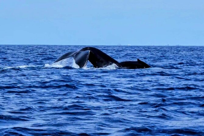 Private Whale Watching Adventure - Captain Chris and Ryan: why the crew matters on a small boat