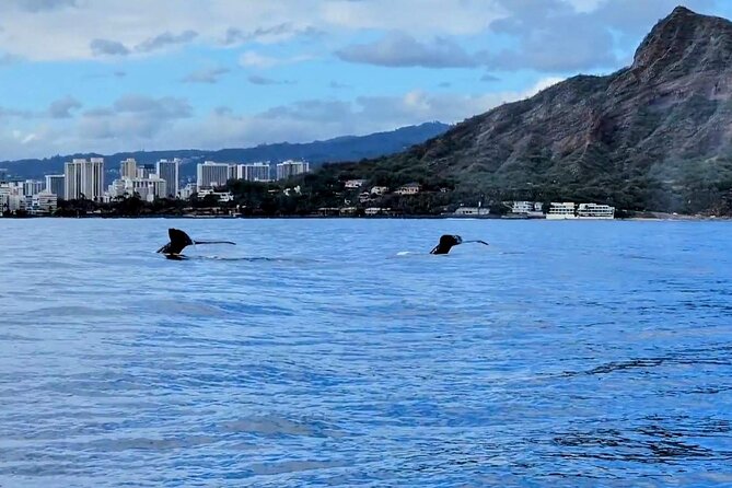 Private Whale Watching Adventure - Price and value: $795 per group can be a bargain or a splurge