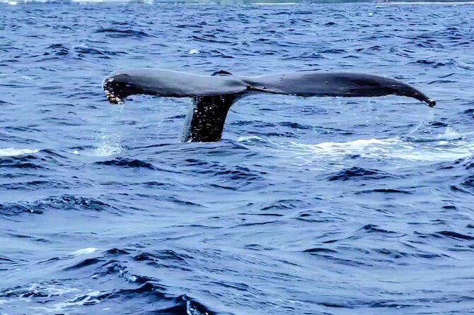 Private Whale Watching Adventure - The whale search itself: what you’re really booking