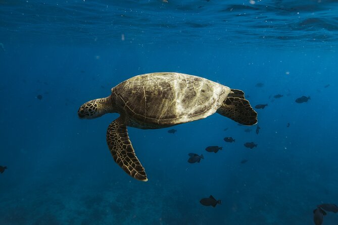 Private Whale Watching and Coastal Swimming Tour Honolulu - Snorkeling with sea turtles: what the water stop is really like