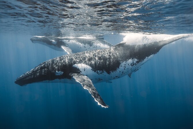 Private Whale Watching and Coastal Swimming Tour Honolulu - Price and value: what $749 for a group really means