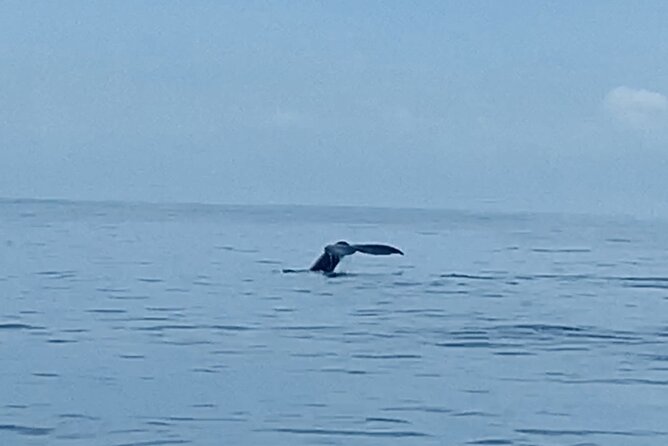 Private Whale Watching and Dolphin Excursion - Private Whale Watching in Honolulu: What the Experience Really Feels Like