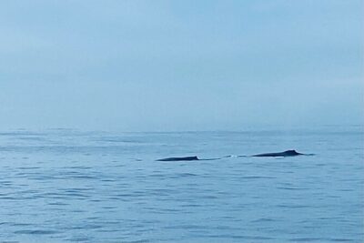 Private Whale Watching and Dolphin Excursion - Where You Meet: Ala Moana Convenience Without the Headache