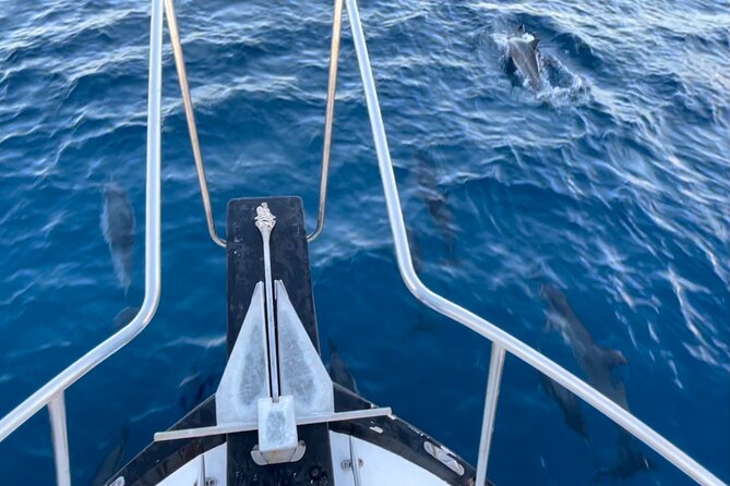 Private Whale Watching and Dolphin Excursion - What You’re Looking For: Whales, Dolphins, and Turtles