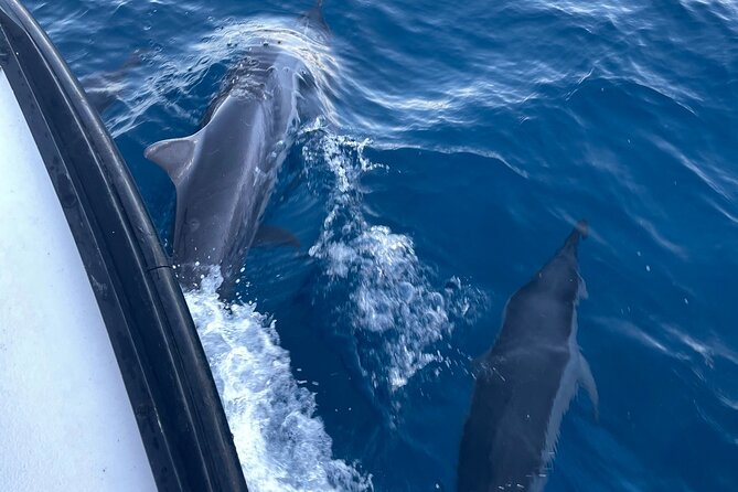 Private Whale Watching and Dolphin Excursion - How the Captain Experience Changes Everything
