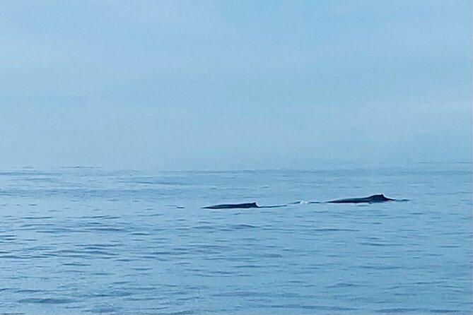 Private Whale Watching and Dolphin Excursion - Where You Meet: Ala Moana Convenience Without the Headache