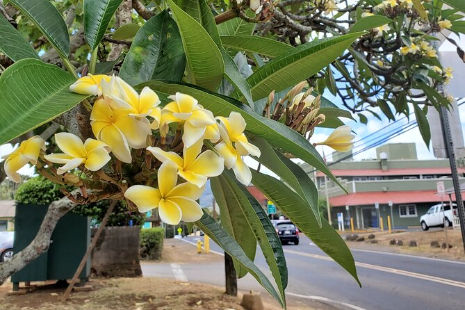 Round Trip North Shore Shuttle from Waikiki to Haleiwa Town / Haleiwa Harbor - Waimea Valley, Shark’s Cove, Banzai Pipeline, and Sunset Beach: iconic sights, quick stops