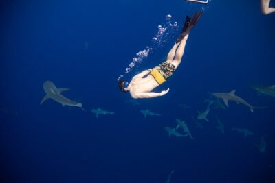 Safe and Educational Shark Dive from Haleiwa: Sharks Guaranteed - What the education is really doing for you