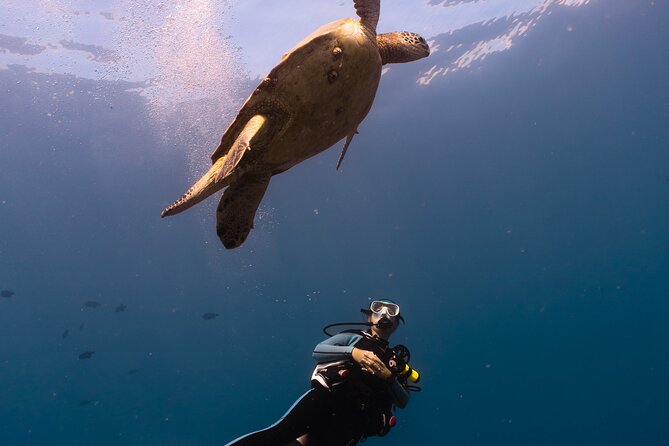 Scuba Dive at Electric Beach - The Underwater Experience Plan: Coral Gardens, Lava Rock Arches, and Turtle Time