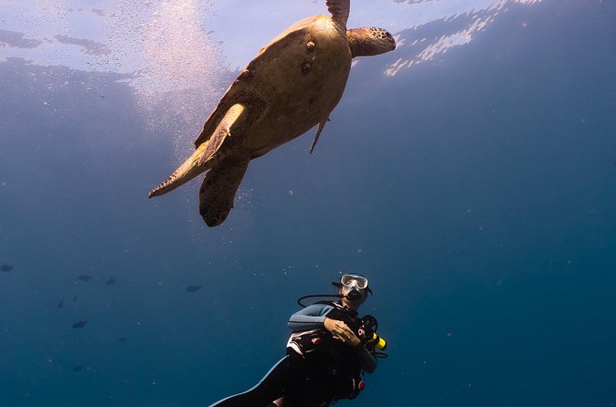 Scuba Dive at Electric Beach - Price and Value: Is $145 per Person Fair?