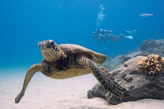 Scuba Dive at Electric Beach - Meeting Point in Kapolei: Where You’ll Start