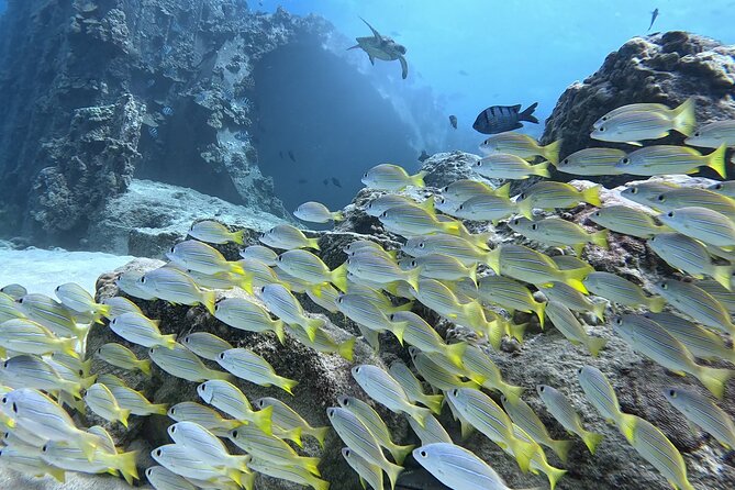 SCUBA Dive at Electric Beach with Photos -No Certification Needed - Group size, privacy, and the calm factor that shows up in the reviews