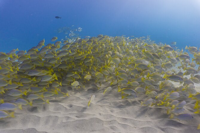 Scuba Dive at Electric Beach - Electric Beach Reef Life: Why This Shore Session Matters