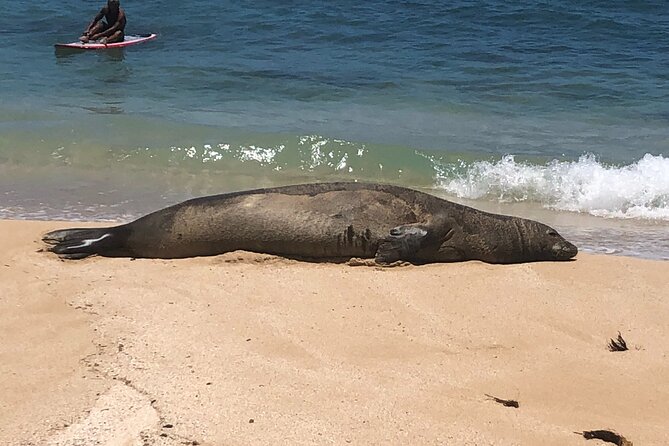 Sea / Eat & See The North Shore - Key Highlights You’ll Actually Care About
