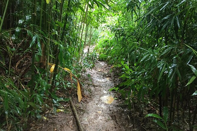 Self Guided Hike Trail to Nature Walk & Waterfall - Tantalus Lookout: Diamond Head and the Waikiki Skyline View