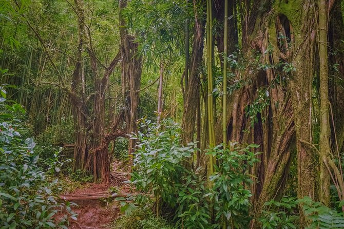 Self Guided Hike Trail to Nature Walk & Waterfall - Who This Oahu Hike Fits Well (and Who Should Pass)