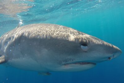 Shark Cage Diving on Oahu’s North Shore - The Floating Cage Session: What It’s Really Like