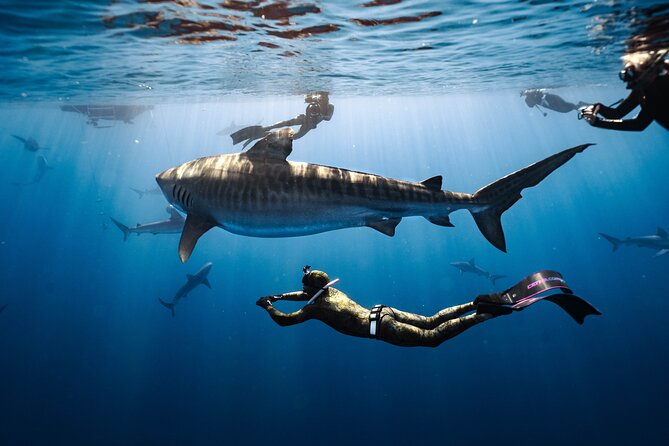 Shark Dive Private Charter No Cage - Key things to know before you go