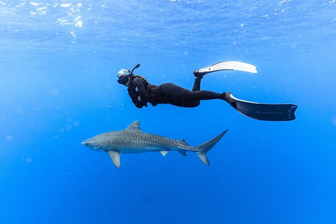 Shark Dive Private Charter No Cage - Why a no-cage shark charter on Oahu feels different