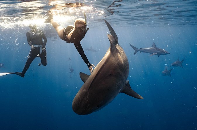 Shark Dive Private Charter No Cage - How the boat and ladder requirement affects your comfort