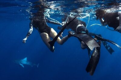 Shark Dive Private Charter No Cage - Safety coaching that keeps you calm in open water