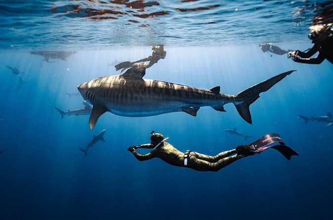 Shark Dive Private Charter No Cage - Photography you can buy that turns the moment into keepsakes