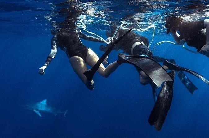 Shark Dive Private Charter No Cage - Price and value: $824 for up to 6