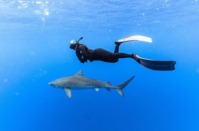 Shark Dive Private Charter No Cage - Best timing: why morning often works better