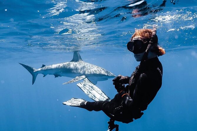 Shark Diving and Snorkeling in Oahu Hawaii - Cage-Free Shark Snorkeling on Oahu’s North Shore