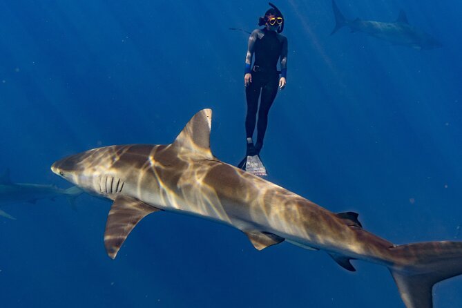 Shark Diving and Snorkeling in Oahu Hawaii - What you might see: 1–2 sharks can still be a win