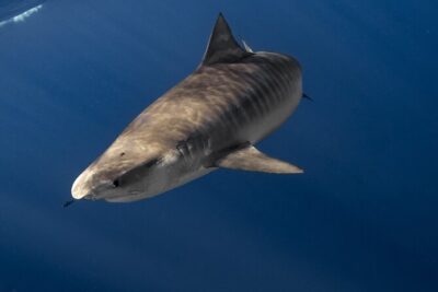 Shark Diving and Snorkeling in Oahu Hawaii - Small groups, safety brief, and why it changes the whole day