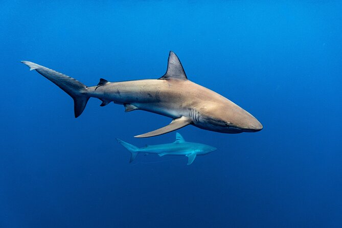 Shark Diving and Snorkeling in Oahu Hawaii - Snorkeling comfort: you don’t need scuba skills