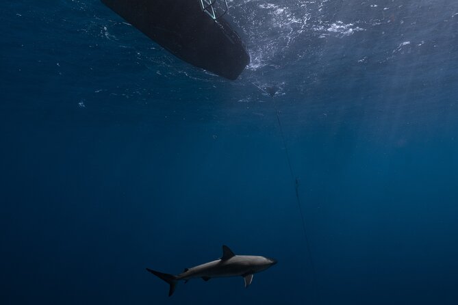 Shark Diving and Snorkeling in Oahu Hawaii - The crew’s role: captain, team support, and a photo on board