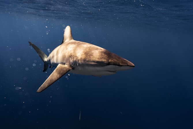 Shark Diving and Snorkeling in Oahu Hawaii - Who should book this (and who might skip it)