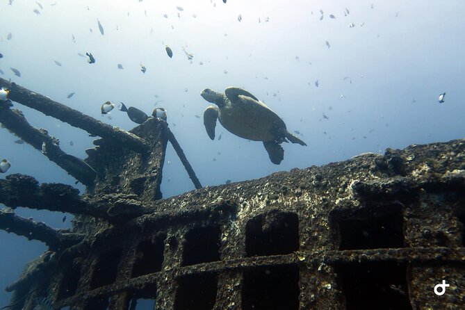 Small-Group Deep Dive in Oahu with Shipwreck and Reef - Meeting Point and the Morning Kickoff (7:45am, No Hotel Pickup)
