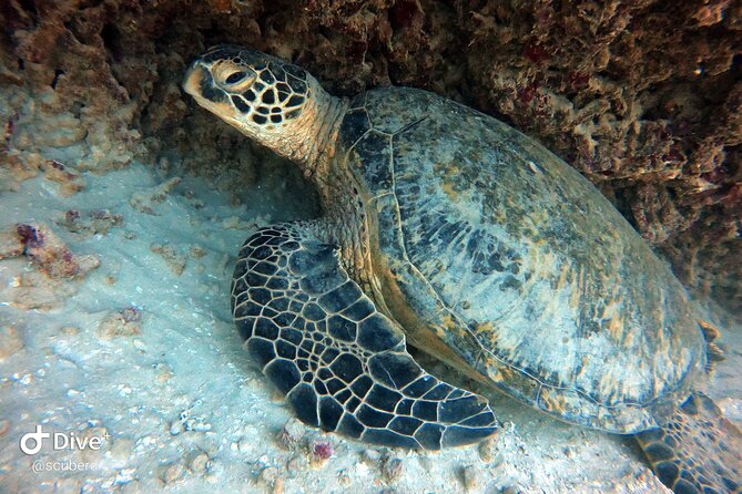 Small Group Shallow Reef Dive in Oahu - A Late-Morning Shallow Reef Session That Feels Efficient