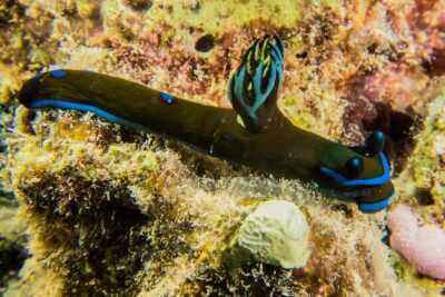 Small Group Shallow Reef Dive in Oahu - Shallow Coral Gardens: Why This Fits Newer Certified Participants