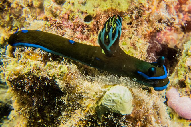 Small Group Shallow Reef Dive in Oahu - Shallow Coral Gardens: Why This Fits Newer Certified Participants