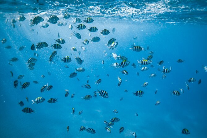 Small group Turtle Snorkel (16 people max): Sightings Guaranteed - A Small-Group Turtle Snorkel That Doesn’t Feel Like a Production