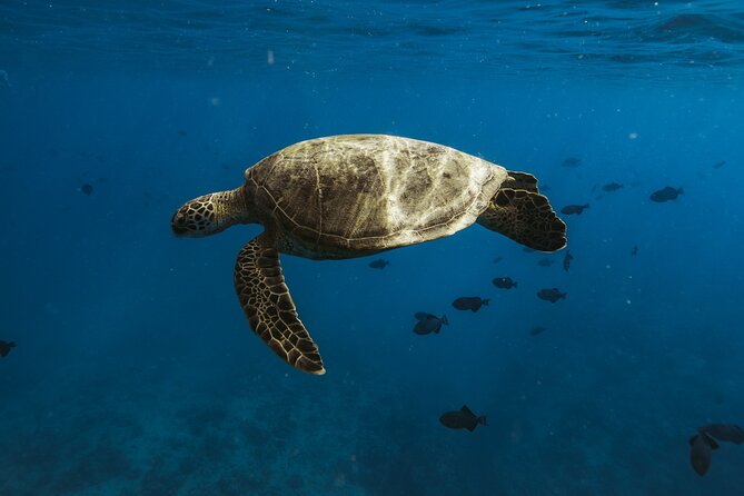Small group Turtle Snorkel (16 people max): Sightings Guaranteed - Diamond Head to Waikiki: The Boat Ride Part You’ll Remember