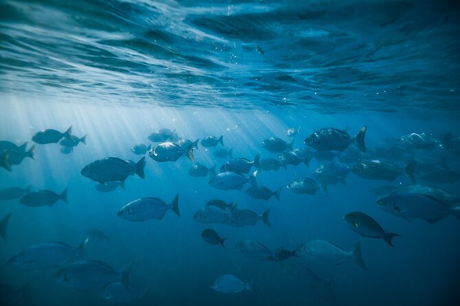 Small group Turtle Snorkel (16 people max): Sightings Guaranteed - Comfort Onboard: Drinks, Showers, and Shade When You Need It