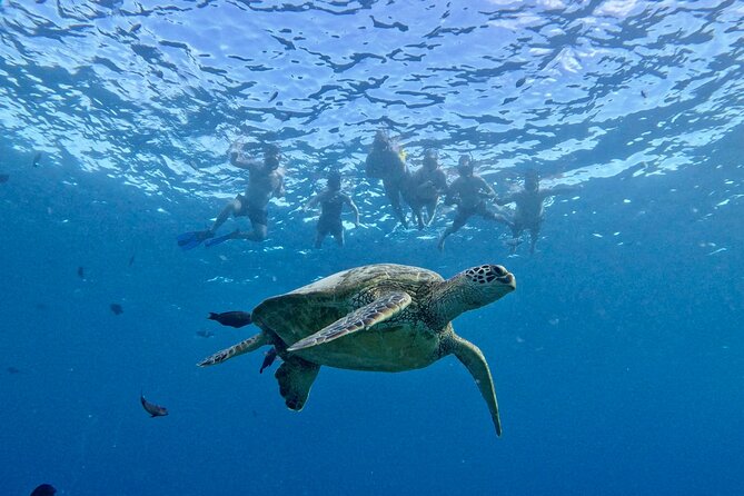 Small group Turtle Snorkel (16 people max): Sightings Guaranteed - What’s Included (and Why It’s Actually Worth It)