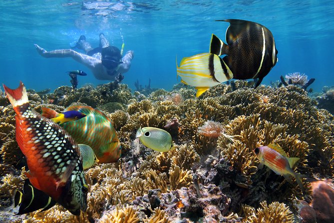 Snorkel Gears near Hanauma Bay - Your Day Plan: A Smooth Flow From Gear Pick-Up to Fish Time