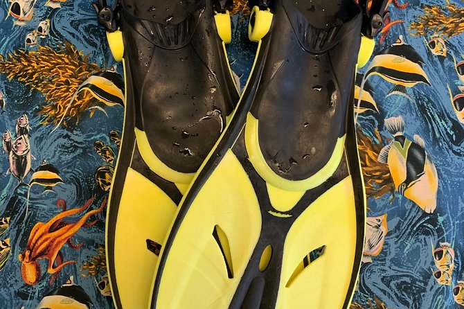 Snorkel Gears near Hanauma Bay - What to Expect Underwater: Fish Viewing Without the Pressure