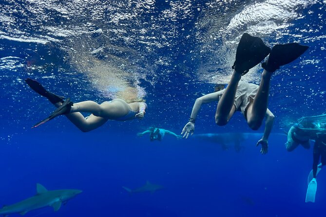 Snorkel with sharks on the North Shore of Oahu - Why this North Shore shark snorkel is different from a typical boat tour
