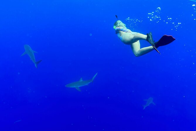 Snorkel with sharks on the North Shore of Oahu - Beyond sharks: fish you’ll spot and possible humpback whale songs