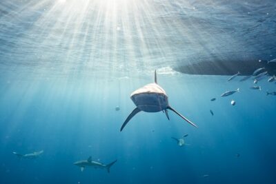 Snorkel with sharks on the North Shore of Oahu - What happens during the pre-swim briefing (gear, behavior, and history)