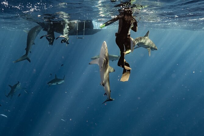Snorkel with sharks on the North Shore of Oahu - Group size, participation style, and who this fits best