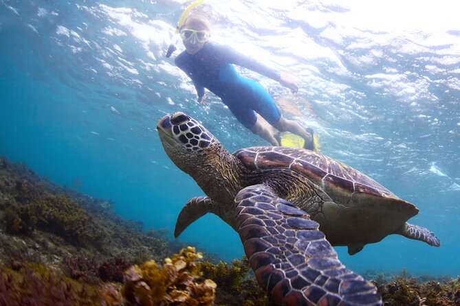 Snorkel with Turtles - Key highlights you’ll care about