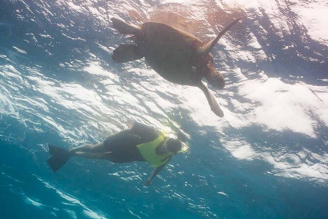 Snorkel with Turtles - Snorkel With Turtles on Oahu: What the 2.5 Hours Really Means